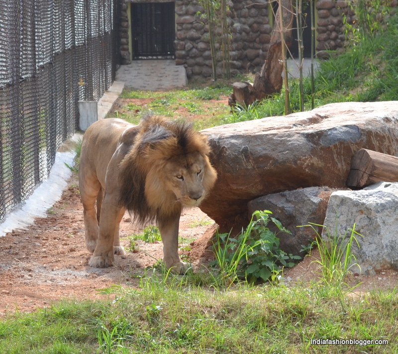 mysore zoo