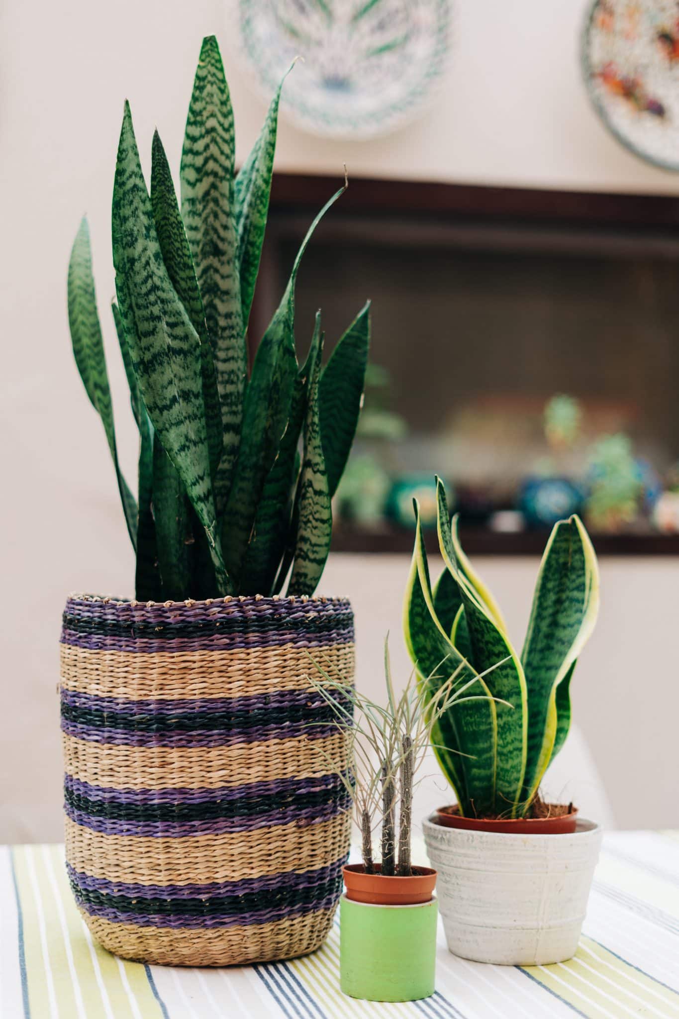 snake plant best indoor plants