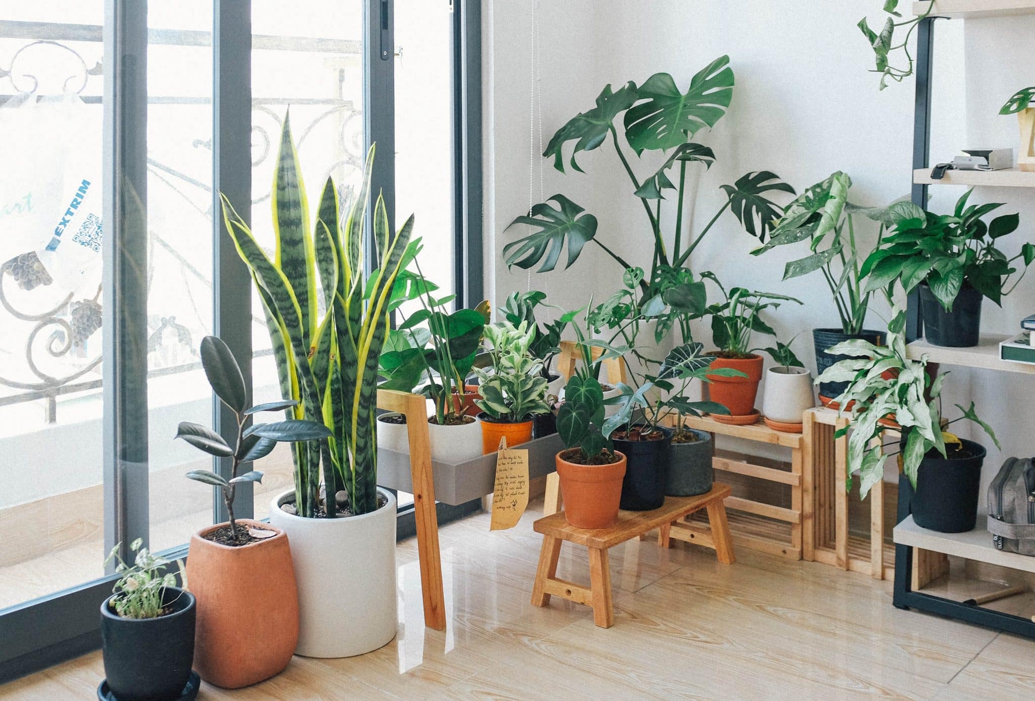 9 Best Indoor Plants To Spruce Up Your Space - Welcome Home!