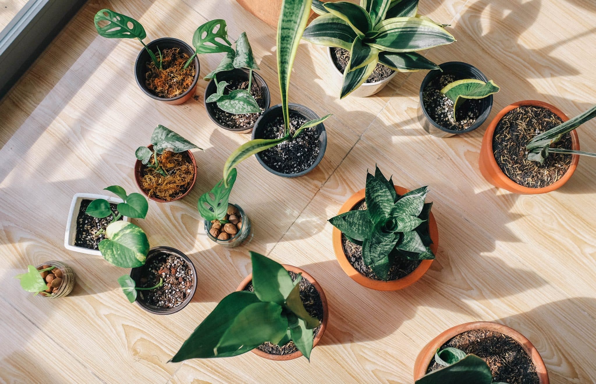 indoor plants care