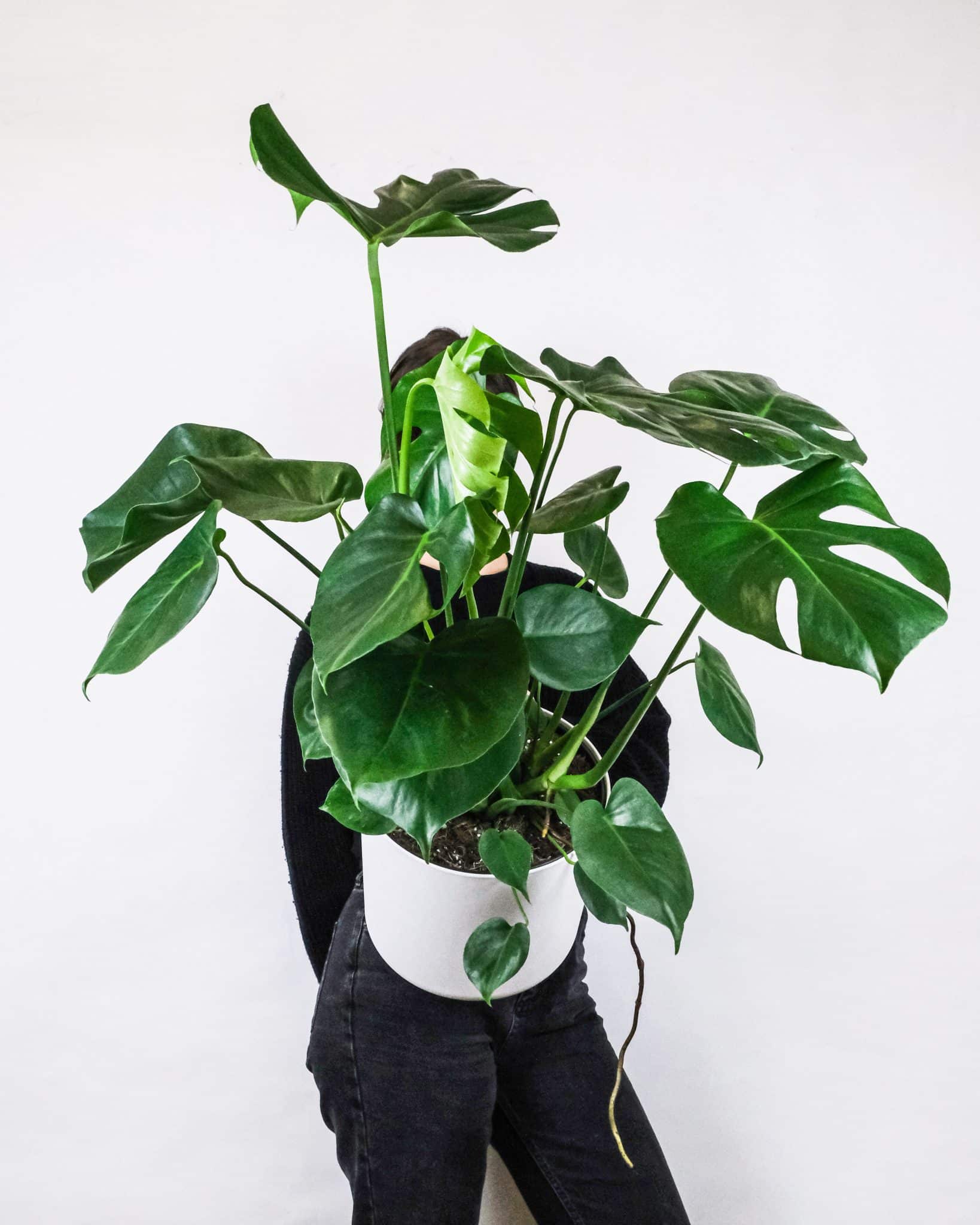 monstera indoor plant