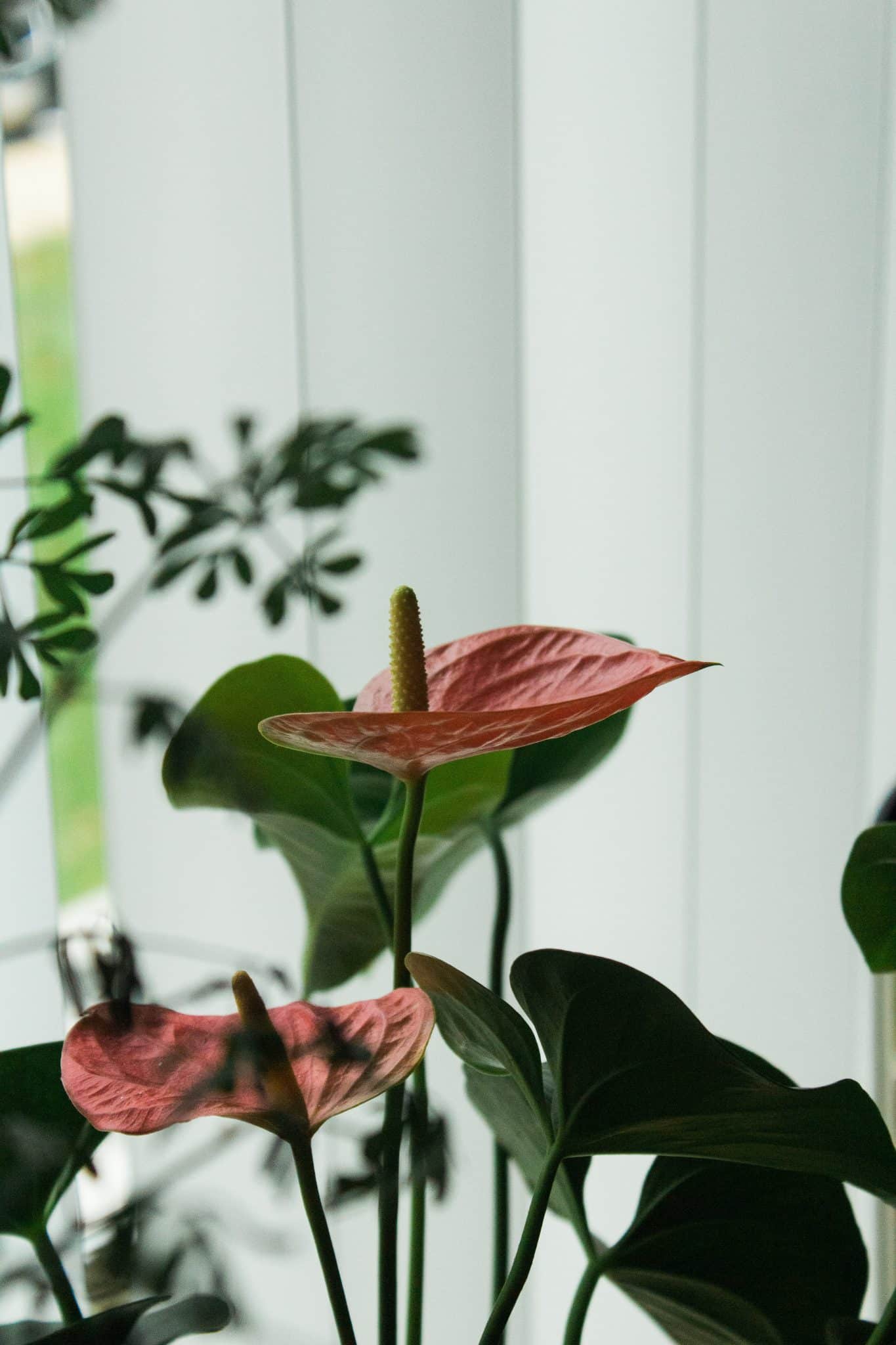 anthurium indoor plant