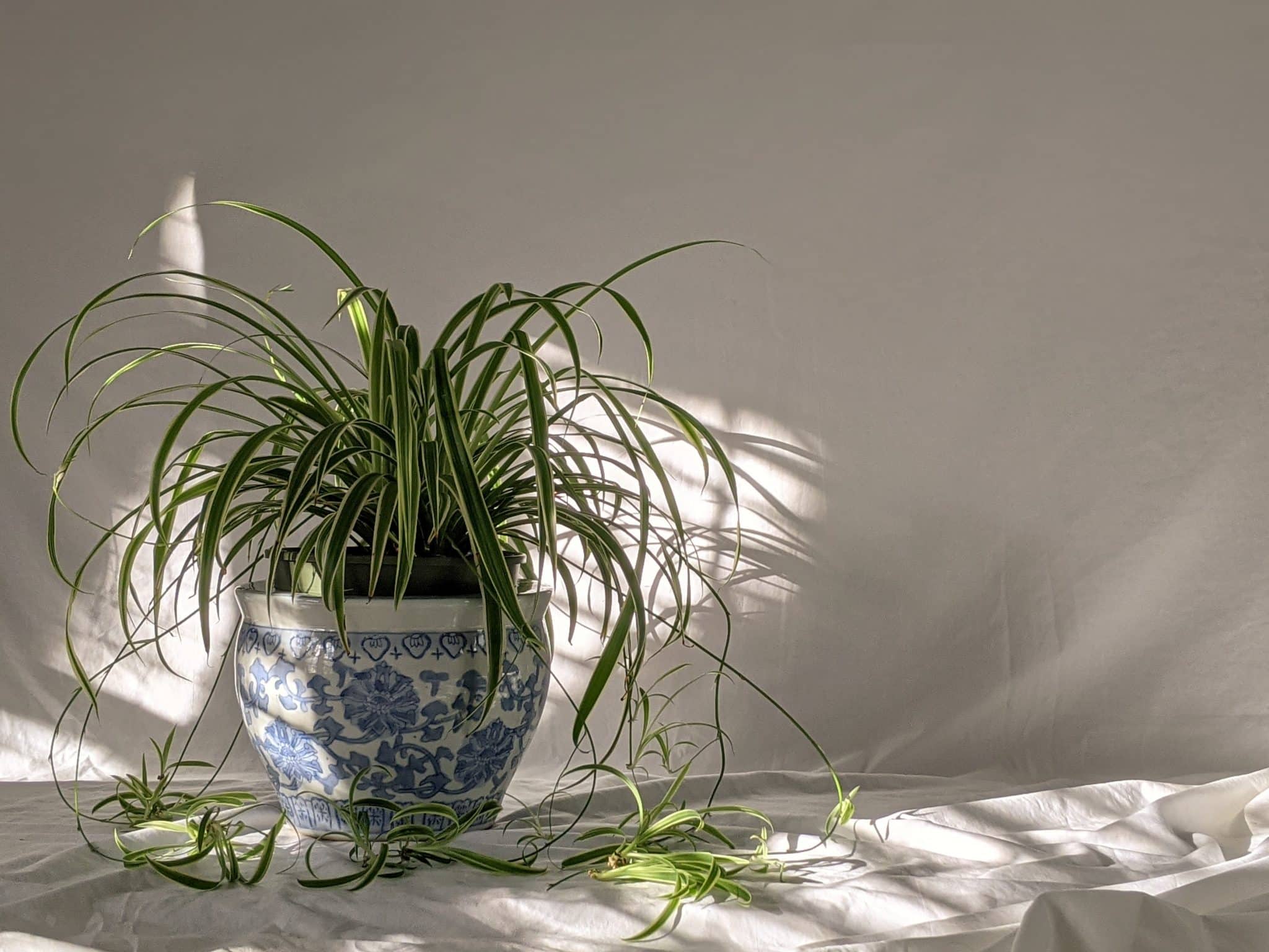 spider plant indoor plant